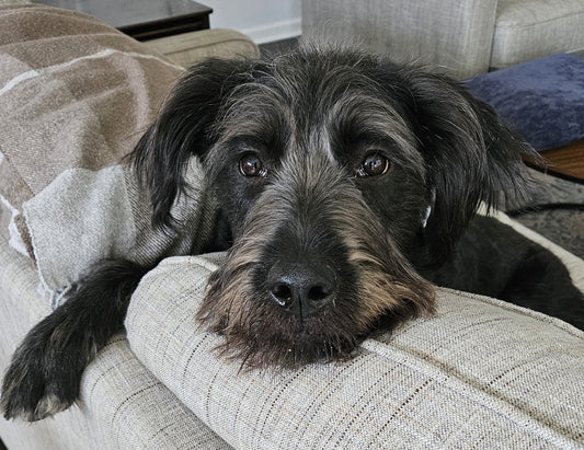 Crate Training vs. Alternatives: What Works Best for Your Dog?