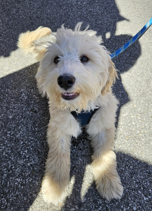Paws & Public Spaces – The Importance of Socializing Your Dog