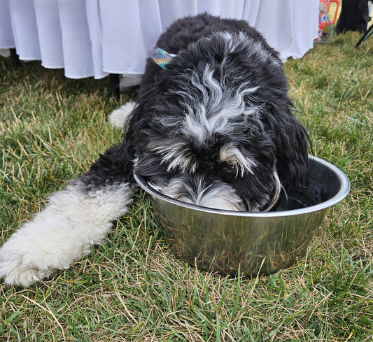 Beat the Heat: Cooling Tips & Summer Foods for Your Pup ☀️🐾