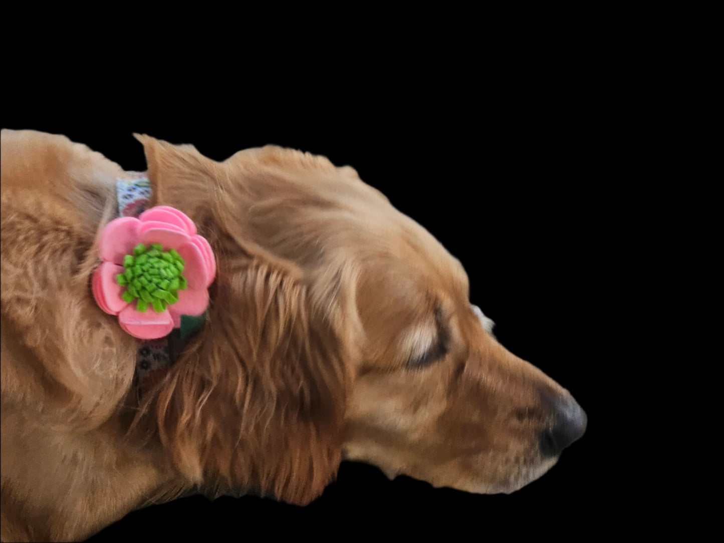 Flowers for Collars - Assorted