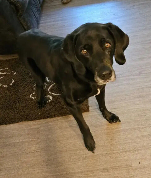 Saying Goodbye: The Hardest Part of Loving Our Pets