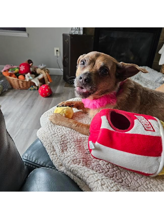 Back-to-School, Not Back-to-Boredom: Helping Your Dog Adjust to Routine Changes